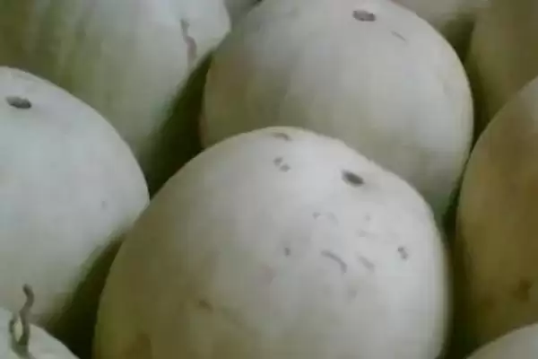 确定三白西瓜成熟天数的方法和重点？判断三白西瓜成熟要做好哪些细节？插图1