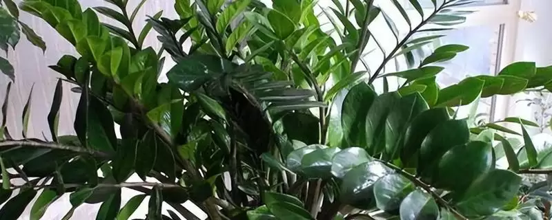 金钱树冬天的养护方式 ,金钱树冬天该怎么进行养护-会东网
