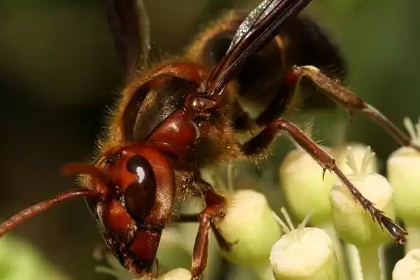 虎头蜂蛰了会死吗，被蛰者可能会有生命危险插图1
