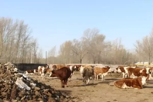 规划 50 亩农场的方法和重点?养猪要做好哪些规划细节?插图6 规划 50 亩农场的方法和重点?养猪要做好哪些规划细节?插图6