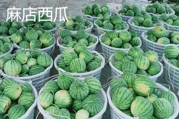 了解山东惠民县特产的方法和重点？探寻惠民县特产要做好哪些细节？插图4