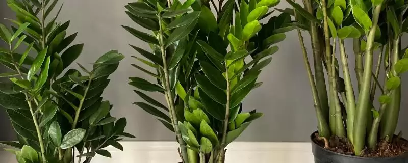 金钱树的浇水施肥方法 ,金钱树如何进行浇水和施肥-会东网