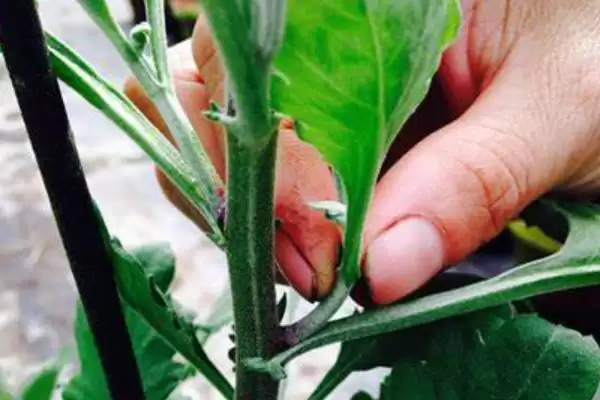 九月菊的长高控制 ,如何对九月菊进行控制使其不长高呢?插图5 九月菊的长高控制 ,如何对九月菊进行控制使其不长高呢?插图5