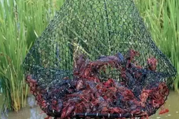 图片[3]-秋天捕龙虾攻略：浅水区捕获小龙虾的时机与技巧-会东网
