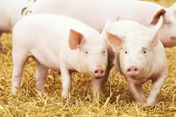 秋冬季节猪呼吸系统染病特点:继发感染的原因及防治插图2 秋冬季节猪呼吸系统染病特点:继发感染的原因及防治插图2