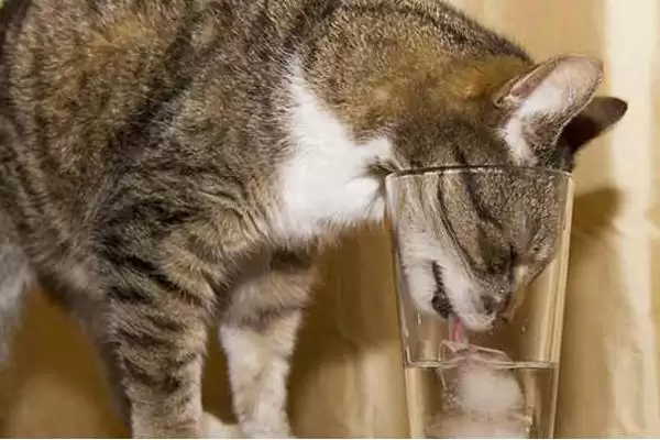 猫咪不喝水是何原因 ,水不干净或生病导致猫咪不喝水插图3 猫咪不喝水是何原因 ,水不干净或生病导致猫咪不喝水插图3