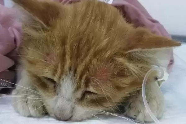 猫瘟会有哪些具体的症状呢 ,猫瘟会出现发烧、食欲不振等症状插图3 猫瘟会有哪些具体的症状呢 ,猫瘟会出现发烧、食欲不振等症状插图3