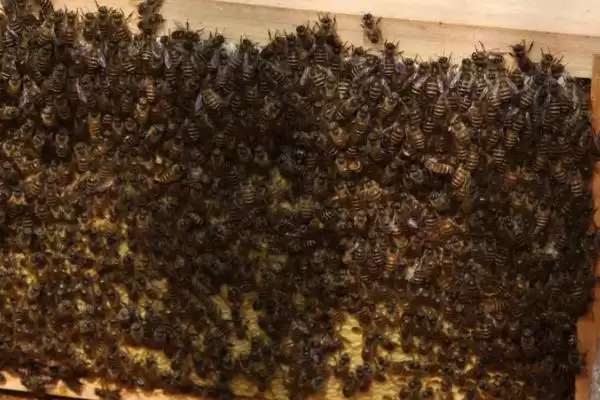 强群失王的表现,往往会焦躁不安插图2 强群失王的表现,往往会焦躁不安插图2