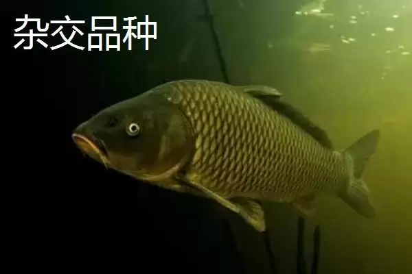 图片[6]-鲤鱼的适宜垂钓时间 ,鲤鱼在不同季节何时好钓？-会东网