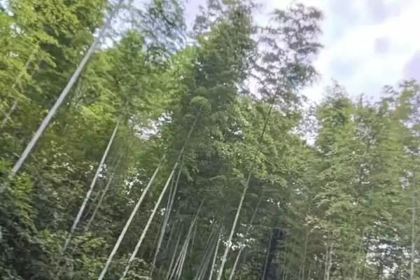 图片[2]-竹子种植成本的核算和要点？种植竹子成本计算需关注哪些？-会东网