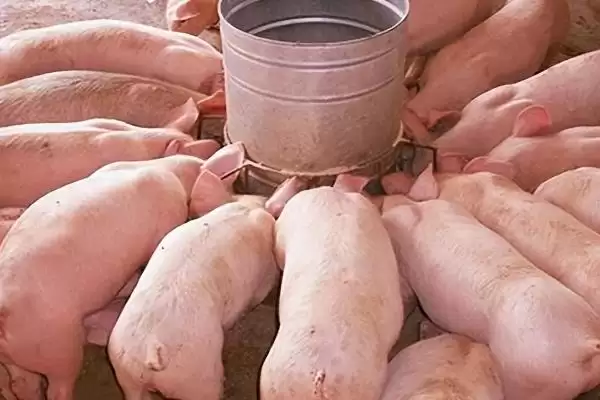 探究猪呕吐原因的方法和重点？养猪要做好哪些消化系统健康细节？插图5