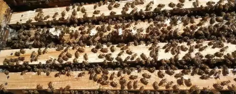 一箱蜜蜂的价格,通常需要300-600元左右-会东网