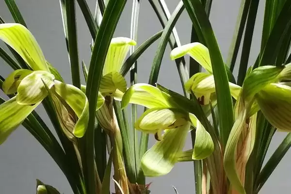 春节前后的兰花盛景：君子兰和蝴蝶兰的绽放时刻插图3