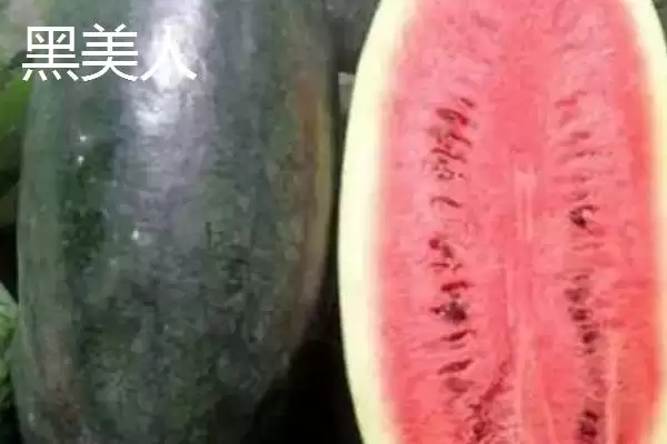 介绍西瓜常见品种的方法和重点？认识西瓜常见品种要做好哪些细节？插图1