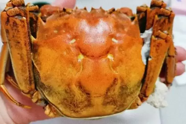 图片[2]-如何挑选蟹黄多的母蟹？挑选母蟹判断蟹黄多少要运用哪些方法？-会东网