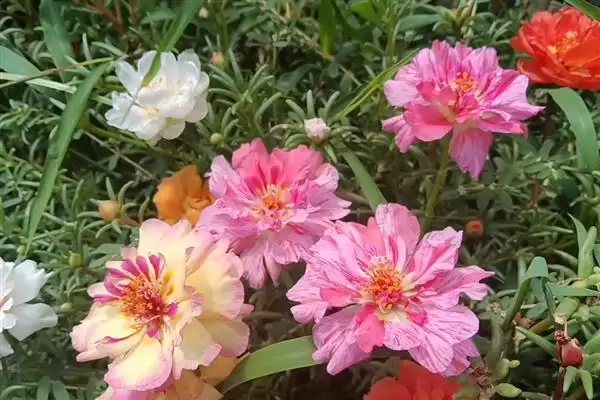 图片[2]-庭院花卉种植优选：太阳花、腊梅花打造美丽家园-会东网