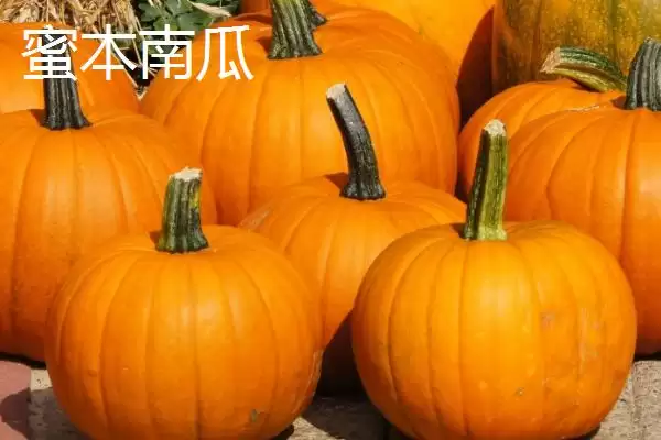 了解我国本土南瓜品种的方法和重点?认识本土南瓜品种要做好哪些细节?插图1 了解我国本土南瓜品种的方法和重点?认识本土南瓜品种要做好哪些细节?插图1