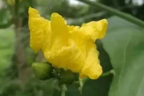 分析丝瓜烂花原因及防治方法的方法和重点？应对丝瓜烂花要做好哪些细节？插图4