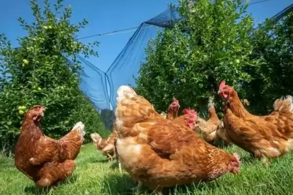 探寻鸡不知躲雨缘由的方法和重点？养鸡要做好哪些习性观察？插图4