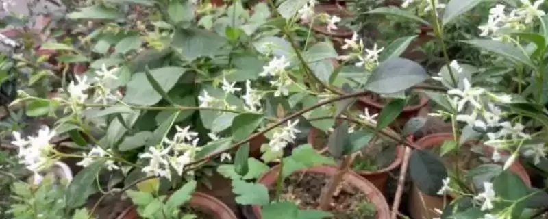 什么时候扦插盘龙桂？扦插盘龙桂要把握哪些合适的时间节点？-会东网