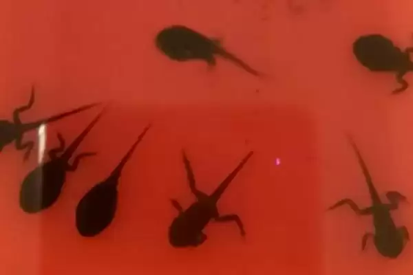 图片[4]-蝌蚪不能变青蛙的原因 ,甲状腺激素如何影响蝌蚪变青蛙？-会东网