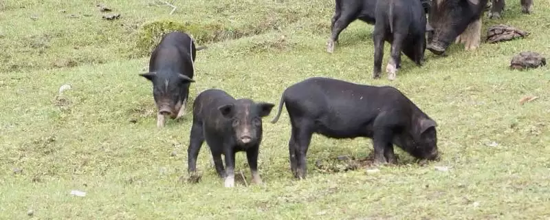 评估养殖藏香猪前景的方法和重点?养猪要做好哪些市场分析细节?-会东网