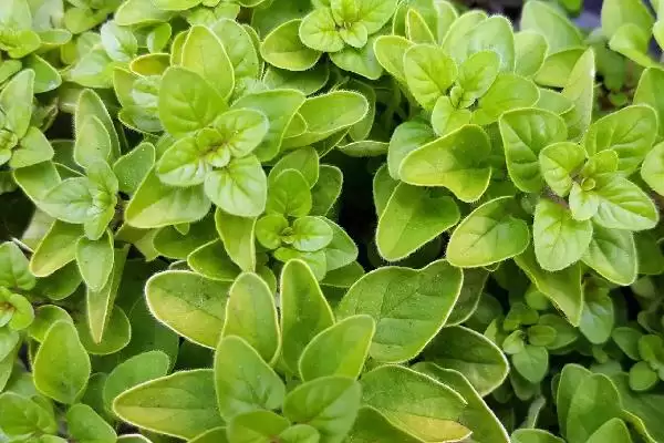 图片[3]-区分野薄荷和薄荷的方法和重点？区分野薄荷和薄荷要做好哪些细节？-会东网