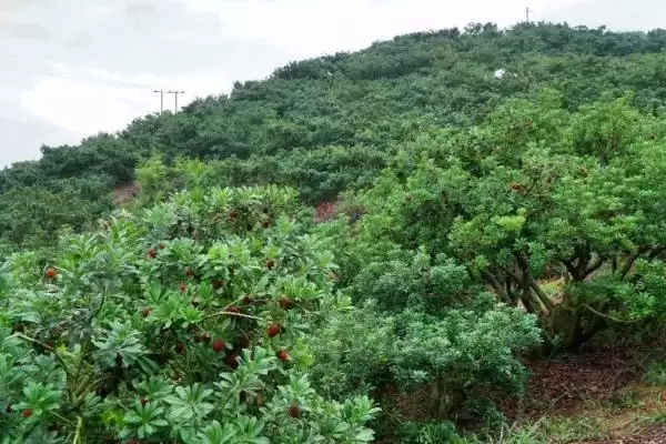 图片[3]-种植杨梅的方法和重点？种植杨梅要做好哪些细节？-会东网