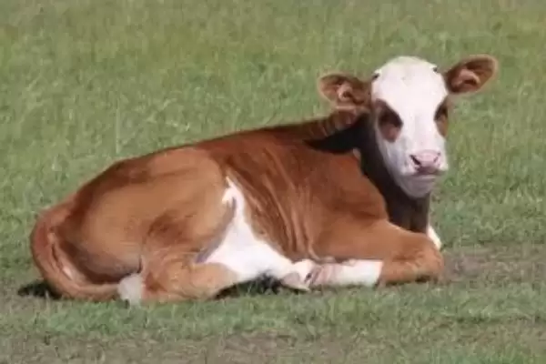 牛犊三个月能长多大？170斤左右的成长奇迹插图2