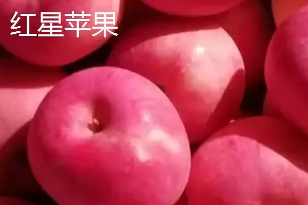 有哪些好吃的苹果新品种,包括福星、瑞雪、蜜脆等种类插图6 有哪些好吃的苹果新品种,包括福星、瑞雪、蜜脆等种类插图6