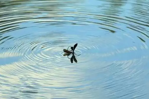 图片[3]-蜻蜓食物偏好揭秘：蚊子、苍蝇及小昆虫等食物选择-会东网