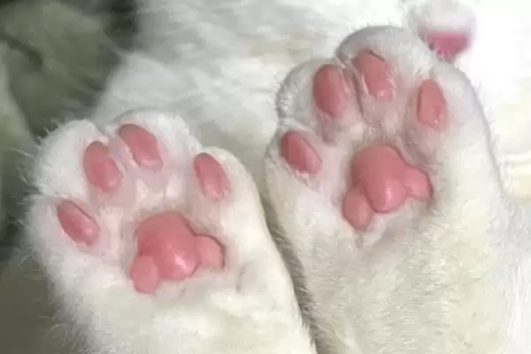 图片[5]-为什么猫咪会有脚臭？探究猫咪脚臭原因要考虑哪些猫咪卫生、生理和环境因素？-会东网
