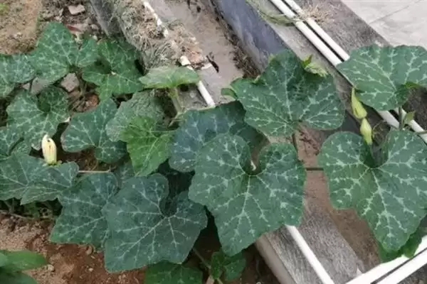 种植金丝绞瓜的方法和重点？种金丝绞瓜要做好哪些细节？插图9