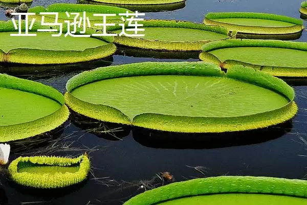 图片[3]-王莲能坐人吗？判断王莲能否坐人要考虑哪些植物结构和生长因素？-会东网