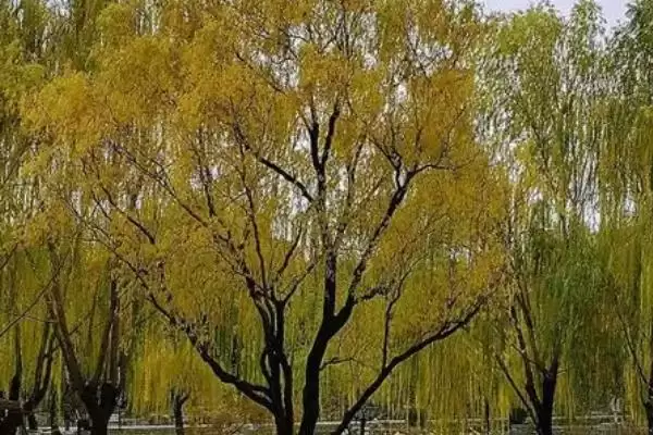 图片[5]-乌木形成树种的种类和要点？了解乌木形成需关注哪些树种？-会东网