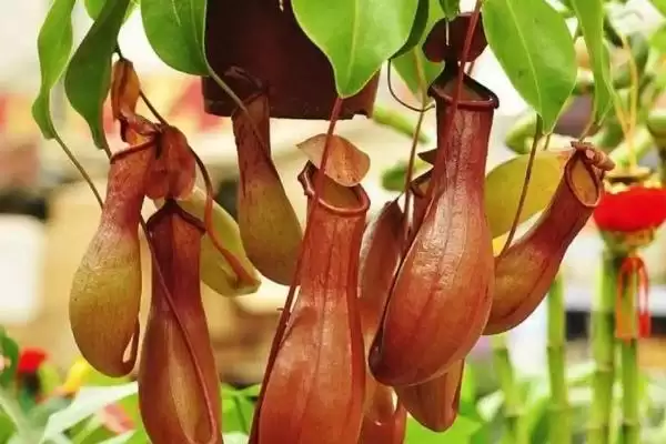 了解猪笼草特点的方法和重点？养猪场环境与植物搭配有哪些关联细节？插图2