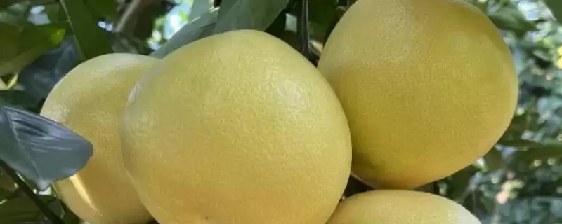 葡萄柚的身世之谜：柚和甜橙杂交品种的奇妙诞生-会东网
