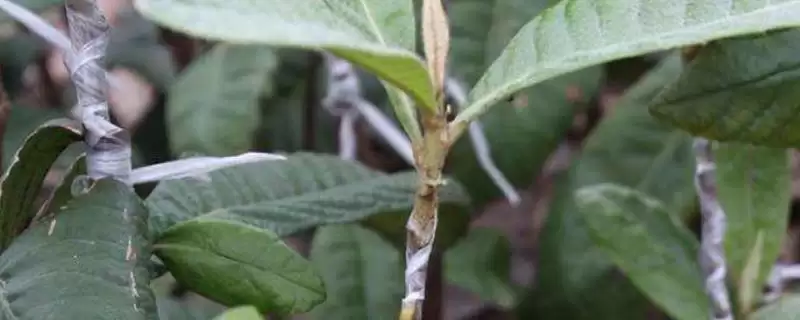 枇杷嫁接后管理秘籍：及时抹除砧木芽的关键步骤-会东网