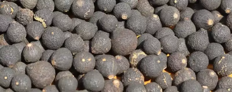 小柑胎大粒小粒优劣的要点和对比？选择小柑胎需关注哪些方面？-会东网