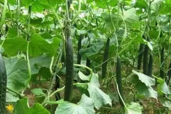 种植黄瓜的方法和重点？种黄瓜要做好哪些细节？插图2
