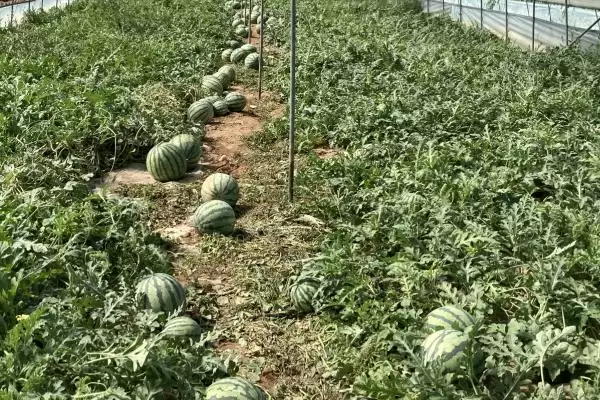 解决雨水多西瓜烂叶问题的方法和重点？应对雨水多西瓜烂叶要做好哪些细节？插图2