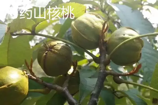 山东临沂市的特色水果,包括蒙阴蜜桃、大店草莓、蒙阴苹果等品种插图11 山东临沂市的特色水果,包括蒙阴蜜桃、大店草莓、蒙阴苹果等品种插图11