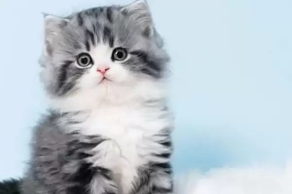 猫为什么会突然咬人呢 ,猫长时间被摸或受惊会突然咬人插图3 猫为什么会突然咬人呢 ,猫长时间被摸或受惊会突然咬人插图3