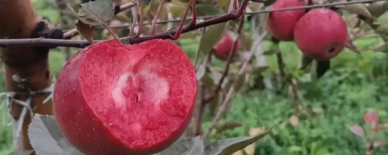 红心苹果品种介绍，结果期在每年的4-10月份-会东网