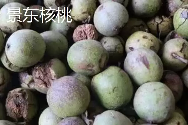 了解云南普洱特产的方法和重点？养鸡要做好哪些地方特产关联？插图5