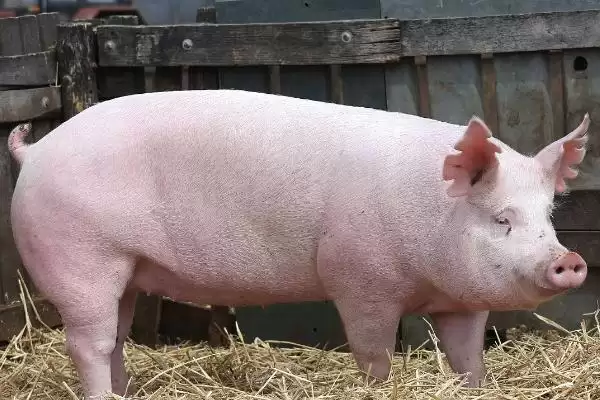 母猪产后一直流血该怎么处理呢,母猪产后一直流血可静脉推射止血敏插图1 母猪产后一直流血该怎么处理呢,母猪产后一直流血可静脉推射止血敏插图1