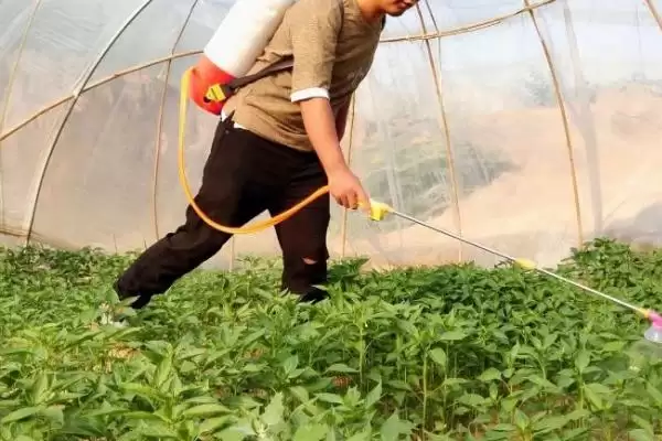 辣椒白星病的症状 ,辣椒白星病主要危害叶片的表现?插图6 辣椒白星病的症状 ,辣椒白星病主要危害叶片的表现?插图6