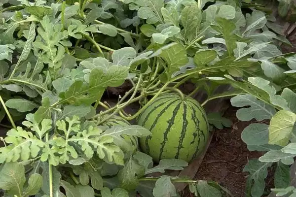 解决西瓜空心原因及防治方法的方法和重点?应对西瓜空心要做好哪些细节?插图1 解决西瓜空心原因及防治方法的方法和重点?应对西瓜空心要做好哪些细节?插图1