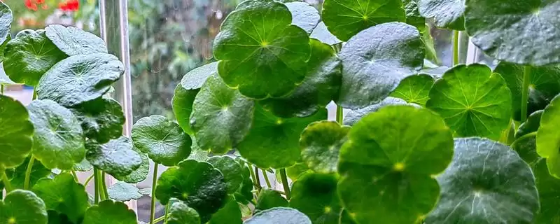 铜钱草简介？认识铜钱草要了解哪些关键的植物形态和生长特性要点？-会东网