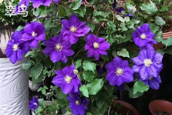 图片[9]-铁线莲的花语？了解铁线莲花语要探究哪些文化象征和寓意内涵要点？-会东网